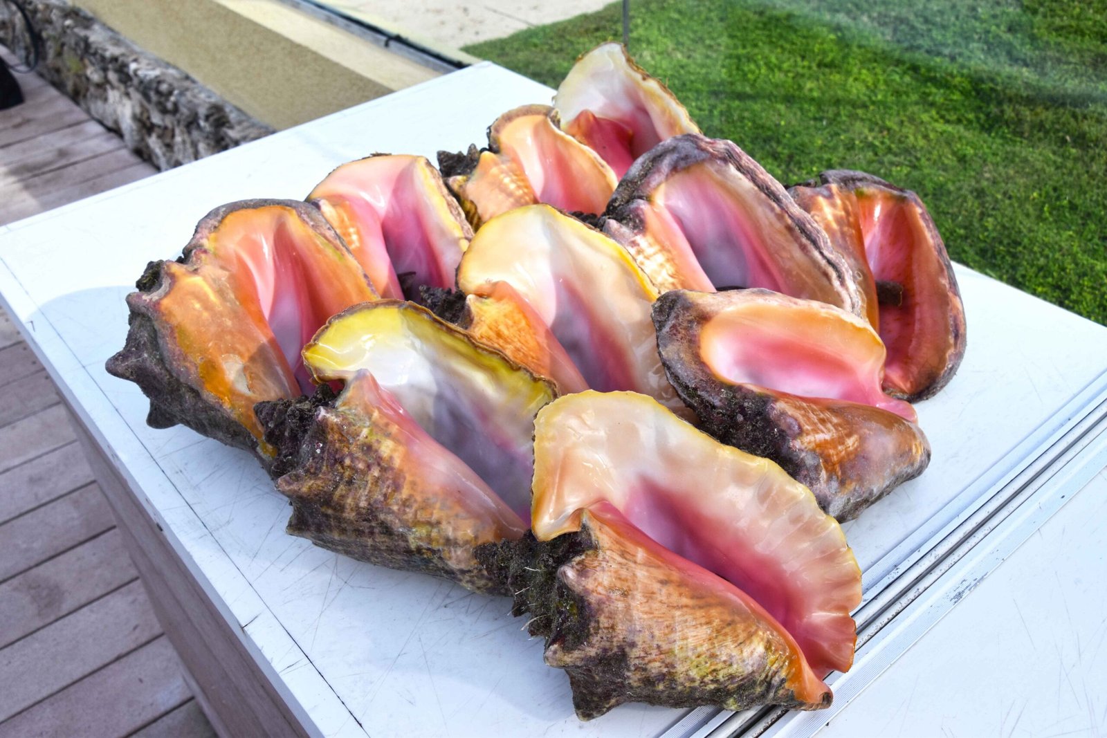 DSC_0095 conch 2024 (1)