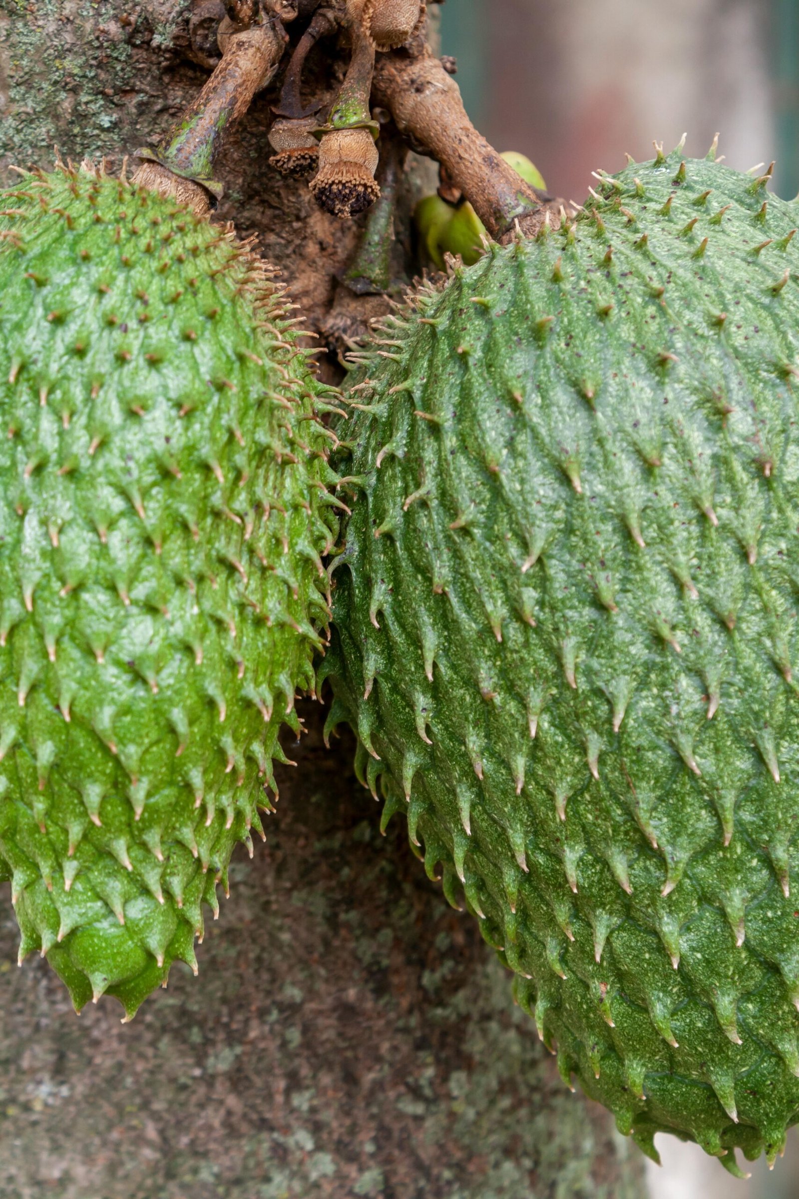 pexels-arturoaez220-18772035